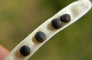 A close up of some black berries on a plant